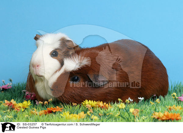 Crested Rassemeerschweinchen / Crested Guinea Pigs / SS-03257