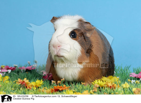 Crested Rassemeerschweinchen / Crested Guinea Pig / SS-03258