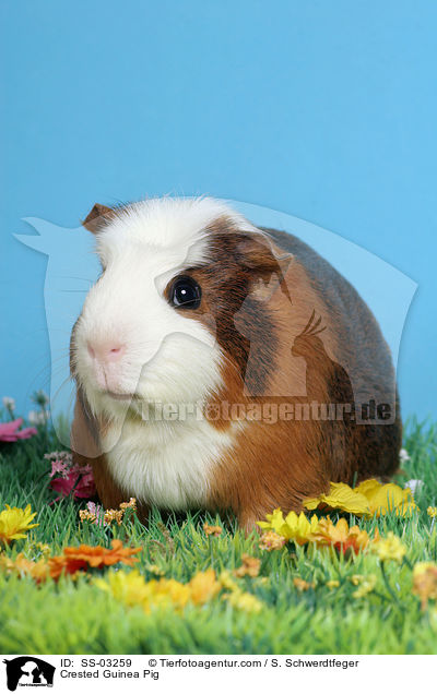 Crested Guinea Pig / SS-03259