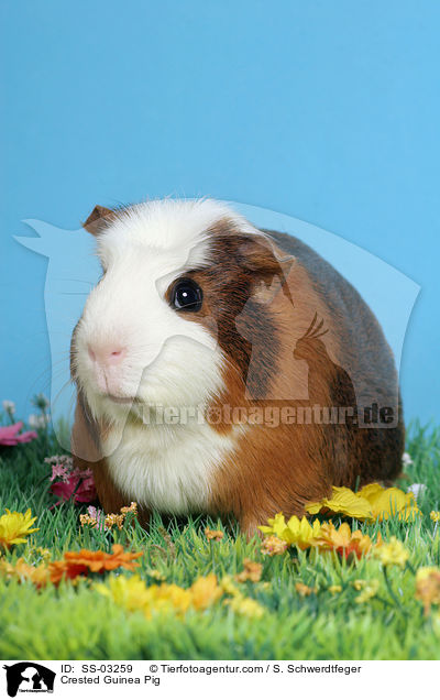 Crested Rassemeerschweinchen / Crested Guinea Pig / SS-03259