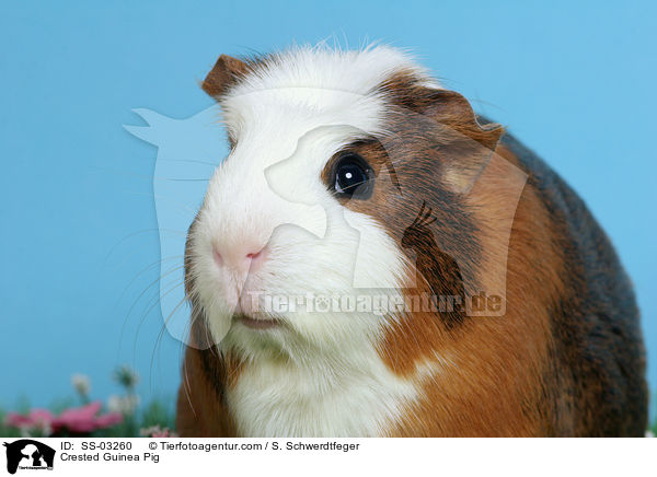 Crested Rassemeerschweinchen / Crested Guinea Pig / SS-03260