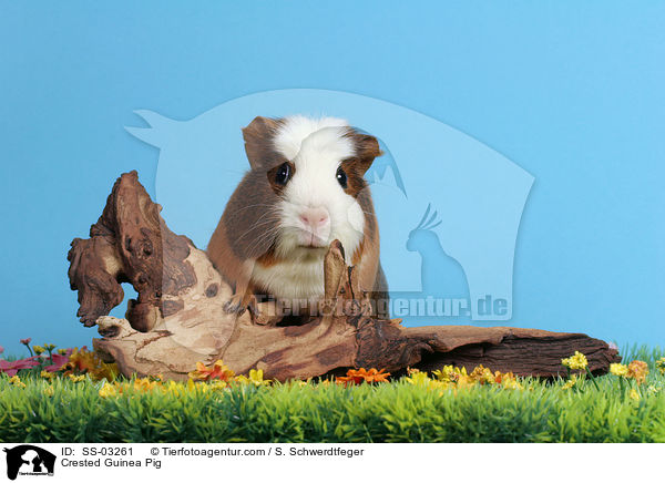 Crested Rassemeerschweinchen / Crested Guinea Pig / SS-03261