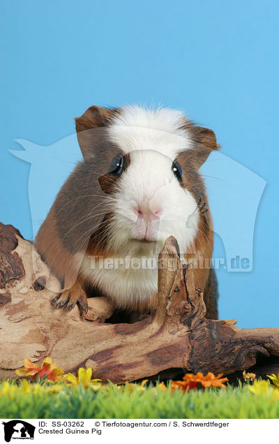 Crested Guinea Pig / SS-03262