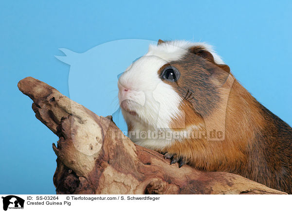 Crested Guinea Pig / SS-03264