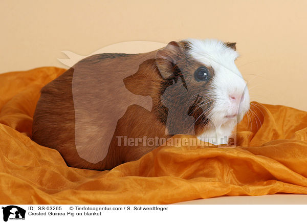Crested Guinea Pig on blanket / SS-03265