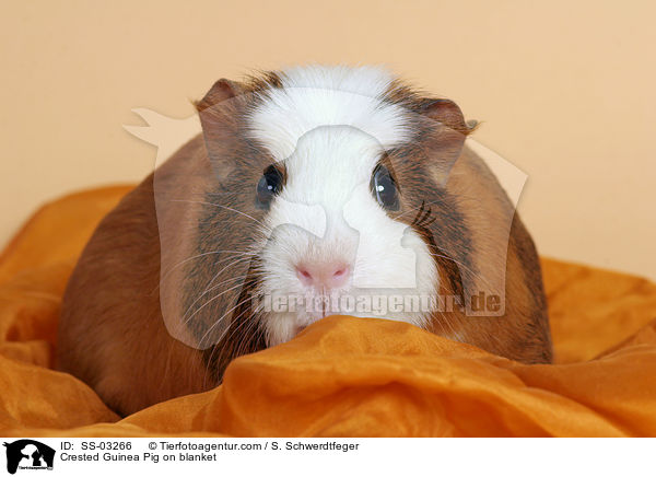 Crested Guinea Pig on blanket / SS-03266