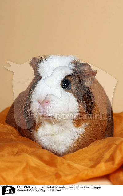 Crested Rassemeerschweinchen auf Decke / Crested Guinea Pig on blanket / SS-03268