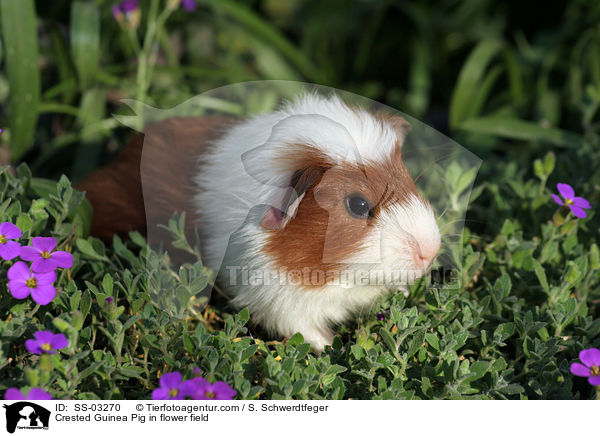 Crested Guinea Pig in flower field / SS-03270