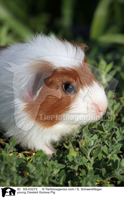 junges Crested Rassemeerschweinchen / young Crested Guinea Pig / SS-03272