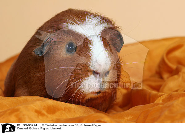 Crested Rassemeerschweinchen auf Decke / Crested Guinea Pig on blanket / SS-03274