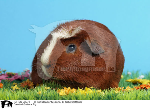 Crested Guinea Pig / SS-03275