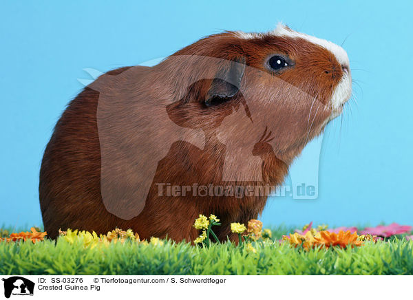 Crested Rassemeerschweinchen / Crested Guinea Pig / SS-03276