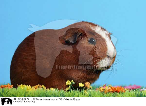 Crested Rassemeerschweinchen / Crested Guinea Pig / SS-03277