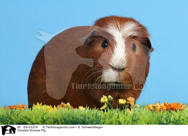 Crested Rassemeerschweinchen / Crested Guinea Pig / SS-03278