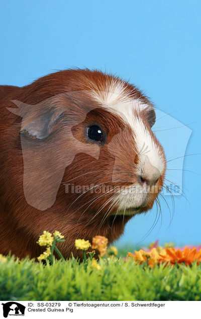 Crested Rassemeerschweinchen / Crested Guinea Pig / SS-03279