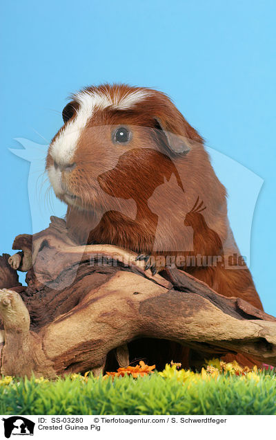 Crested Rassemeerschweinchen / Crested Guinea Pig / SS-03280