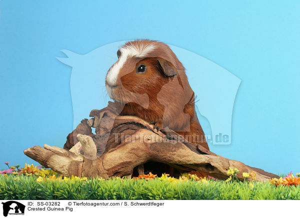 Crested Rassemeerschweinchen / Crested Guinea Pig / SS-03282