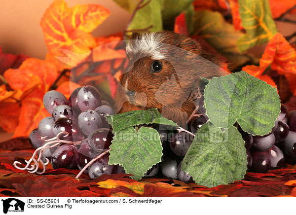 Crested Meerschwein / Crested Guinea Pig / SS-05901