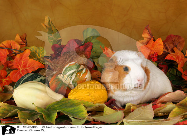 Crested Meerschwein / Crested Guinea Pig / SS-05905