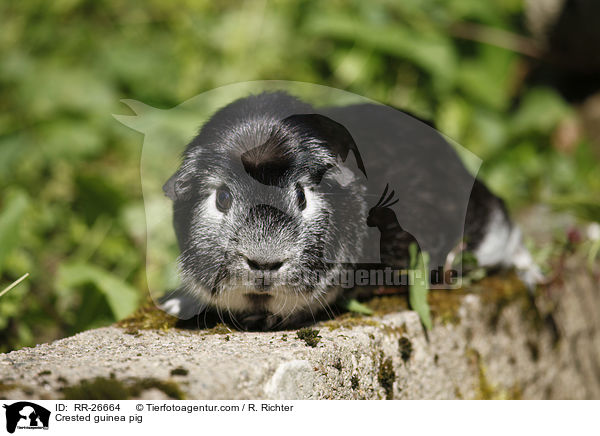 Crested Meerschwein / Crested guinea pig / RR-26664