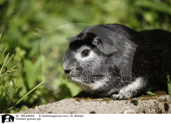 Crested Meerschwein / Crested guinea pig / RR-26665