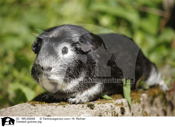 Crested Meerschwein / Crested guinea pig / RR-26666