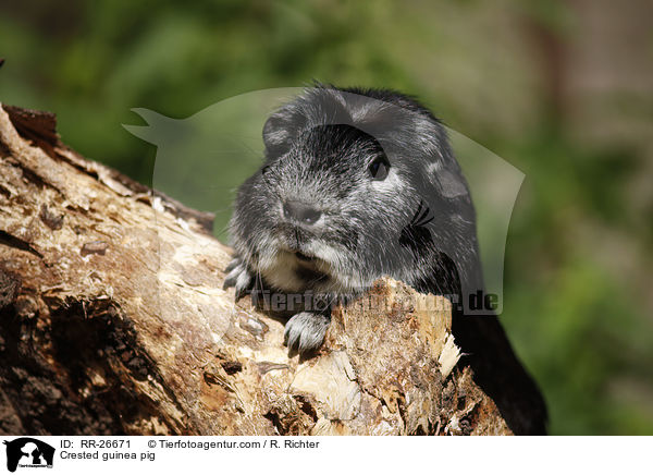 Crested guinea pig / RR-26671