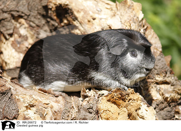 Crested guinea pig / RR-26672