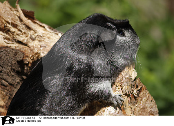 Crested guinea pig / RR-26673
