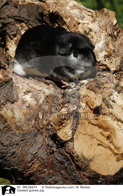 Crested Meerschwein / Crested guinea pig / RR-26674