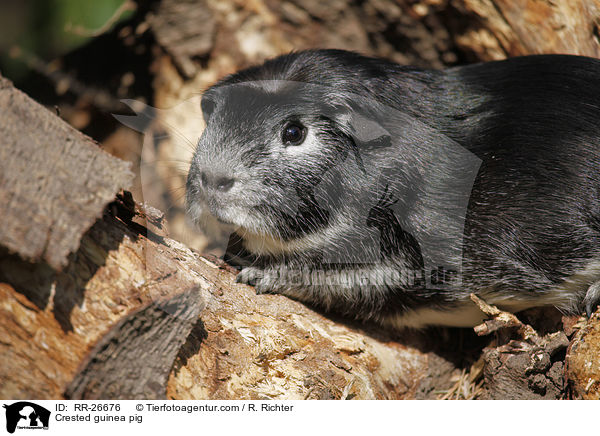 Crested guinea pig / RR-26676