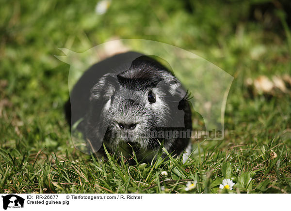 Crested guinea pig / RR-26677