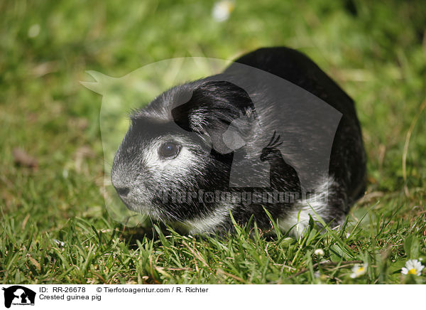 Crested Meerschwein / Crested guinea pig / RR-26678