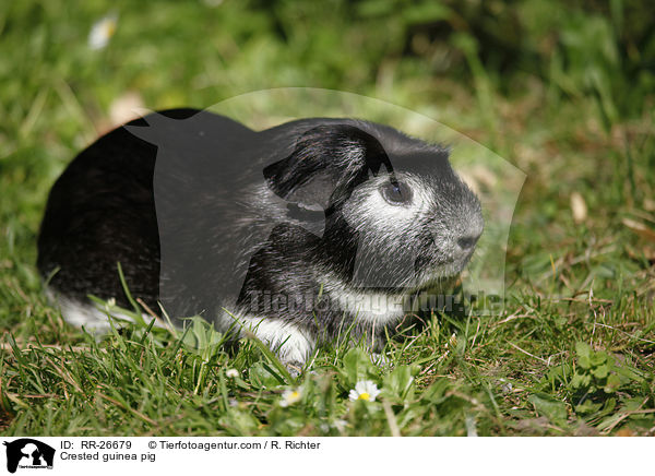 Crested guinea pig / RR-26679