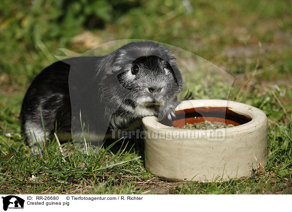 Crested Meerschwein / Crested guinea pig / RR-26680