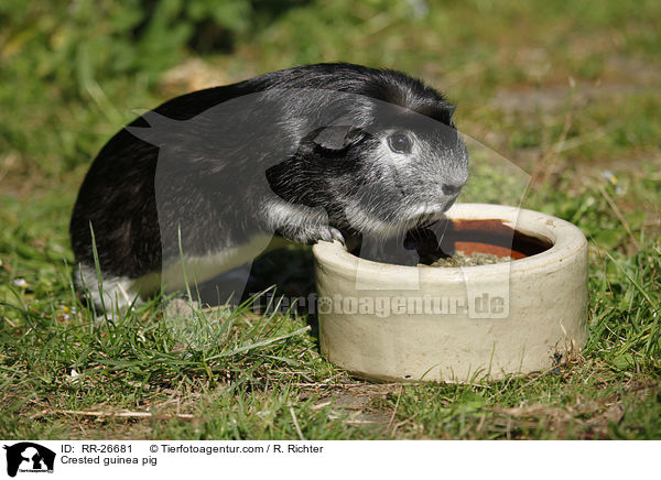 Crested Meerschwein / Crested guinea pig / RR-26681