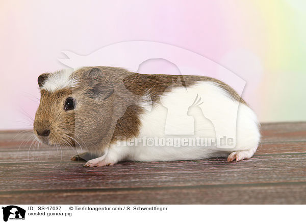 crested guinea pig / SS-47037