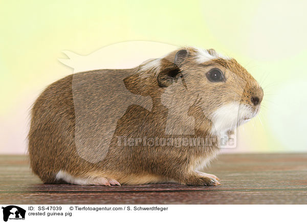 crested guinea pig / SS-47039