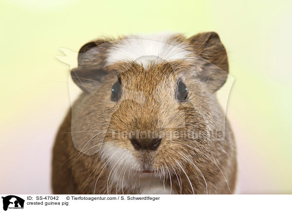 crested guinea pig / SS-47042