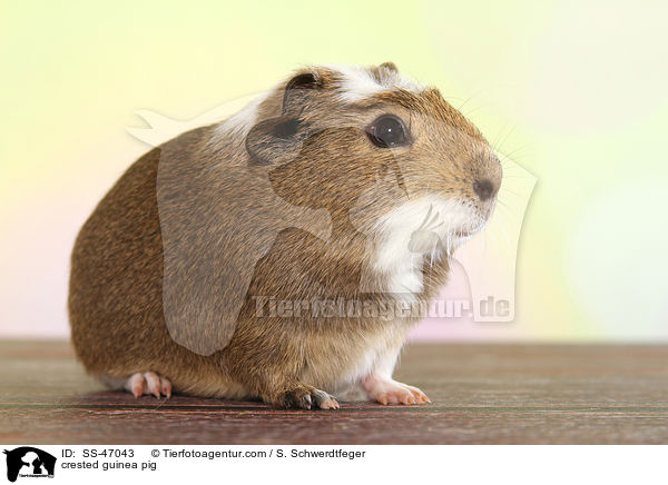 crested guinea pig / SS-47043