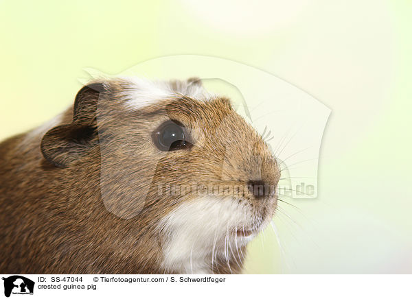 crested guinea pig / SS-47044