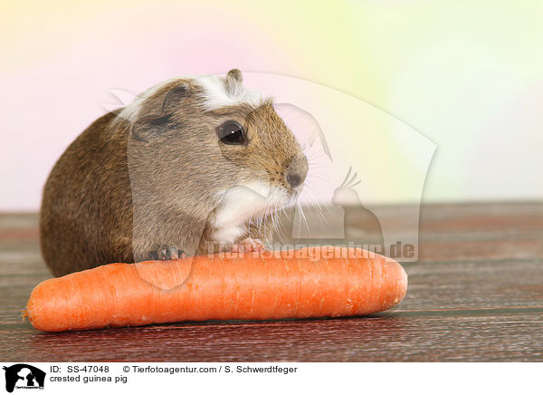 crested guinea pig / SS-47048