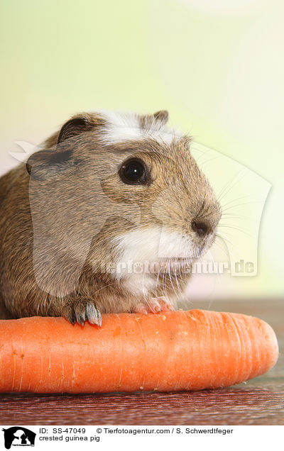 crested guinea pig / SS-47049