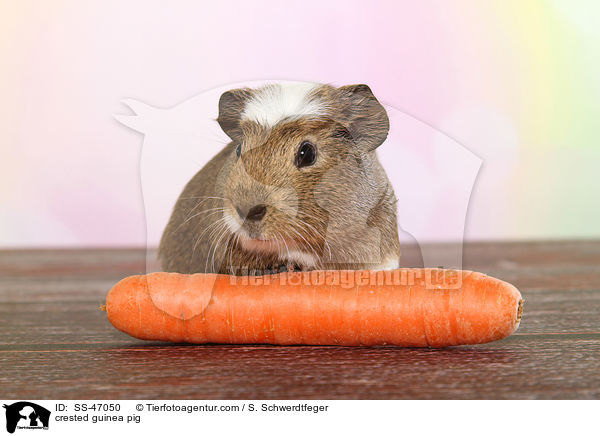 crested guinea pig / SS-47050