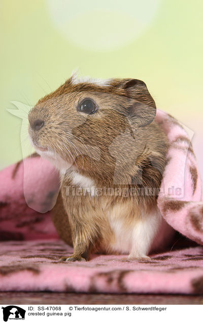 crested guinea pig / SS-47068
