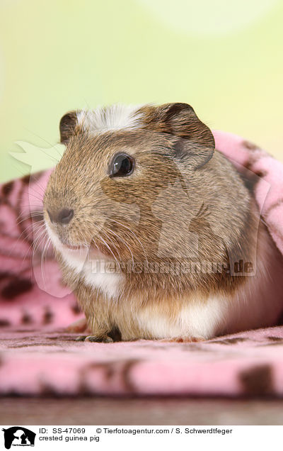 crested guinea pig / SS-47069