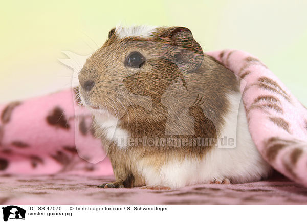 crested guinea pig / SS-47070