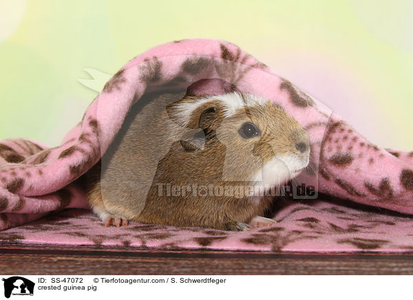 crested guinea pig / SS-47072