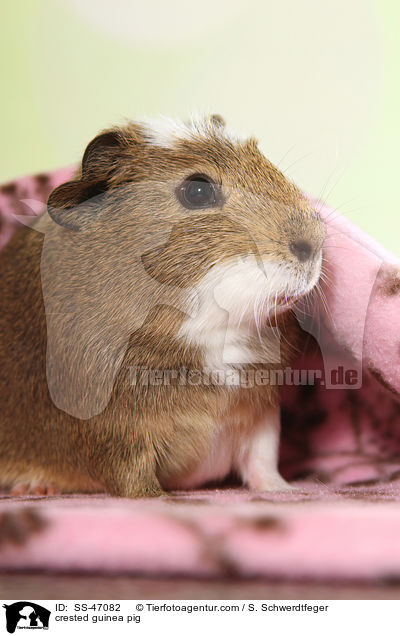crested guinea pig / SS-47082