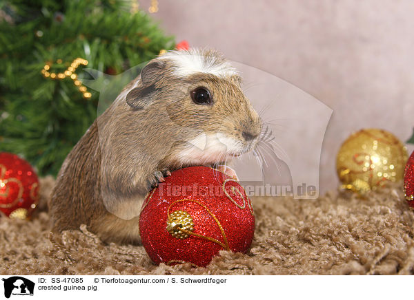 crested guinea pig / SS-47085